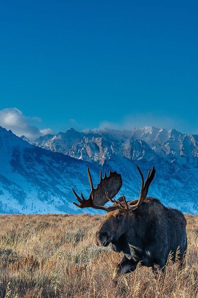 Bull moose portrait with Grand Teton National Park in background-Wyoming
